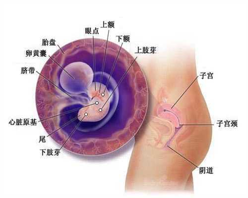 孕早期饮食孕早期不能吃什么(43)：南京代孕协议